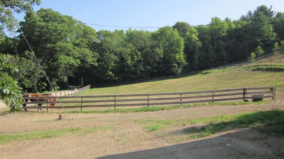 One of the paddocks